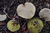 Boletus chrysenteron image