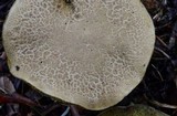 Boletus chrysenteron image
