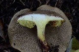 Boletus chrysenteron image