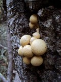 Gymnopilus ventricosus image