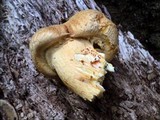 Gymnopilus ventricosus image