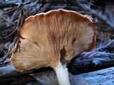 Hygrophoropsis aurantiaca image