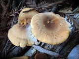 Hygrophoropsis aurantiaca image