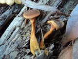 Hygrophoropsis aurantiaca image