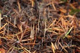 Macrotyphula juncea image