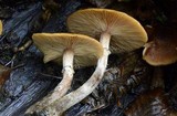 Armillaria nabsnona image