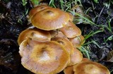 Armillaria nabsnona image