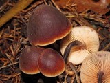 Macrocystidia cucumis image