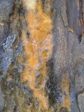 Fusicolla merismoides image