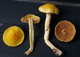 Cortinarius alboluteus image