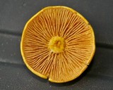 Cortinarius alboluteus image