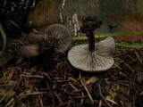 Myxomphalia maura image