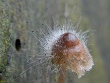 Spinellus fusiger image