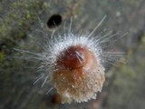 Spinellus fusiger image