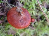 Cortinarius purpureus image