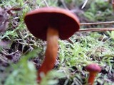 Cortinarius purpureus image