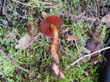 Cortinarius purpureus image