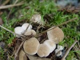 Asterophora lycoperdoides image