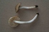 Hygrophorus subaromaticus image