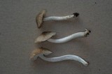 Hygrophorus subaromaticus image