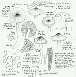 Hygrophorus subaromaticus image