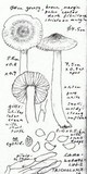 Hygrophorus subaromaticus image