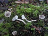 Hygrophorus subaromaticus image
