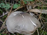 Tricholoma saponaceum var. squamosum image
