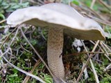 Tricholoma saponaceum var. squamosum image