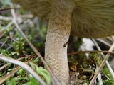 Tricholoma saponaceum var. squamosum image