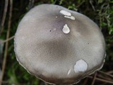 Tricholoma saponaceum var. squamosum image