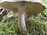 Tricholoma saponaceum var. squamosum image
