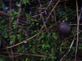 Tricholoma saponaceum image