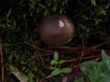 Tricholoma saponaceum var. squamosum image