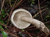 Tricholoma saponaceum var. squamosum image