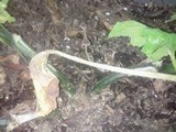 Psilocybe tampanensis image
