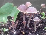 Psilocybe tampanensis image