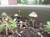 Psilocybe tampanensis image