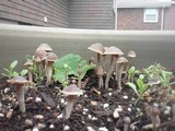 Psilocybe tampanensis image