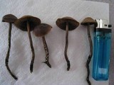 Psilocybe tampanensis image