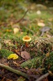 Hygrophoropsis aurantiaca image