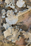 Dermatocarpon miniatum image
