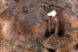 Dermatocarpon miniatum image