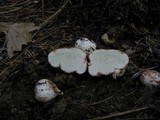 Rhizopogon rubescens image