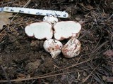 Rhizopogon rubescens image