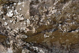 Dermatocarpon miniatum image