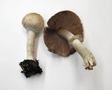 Agaricus hondensis image