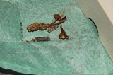 Psilocybe subaeruginascens image