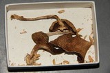 Psilocybe subaeruginascens image