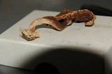 Psilocybe subaeruginascens image